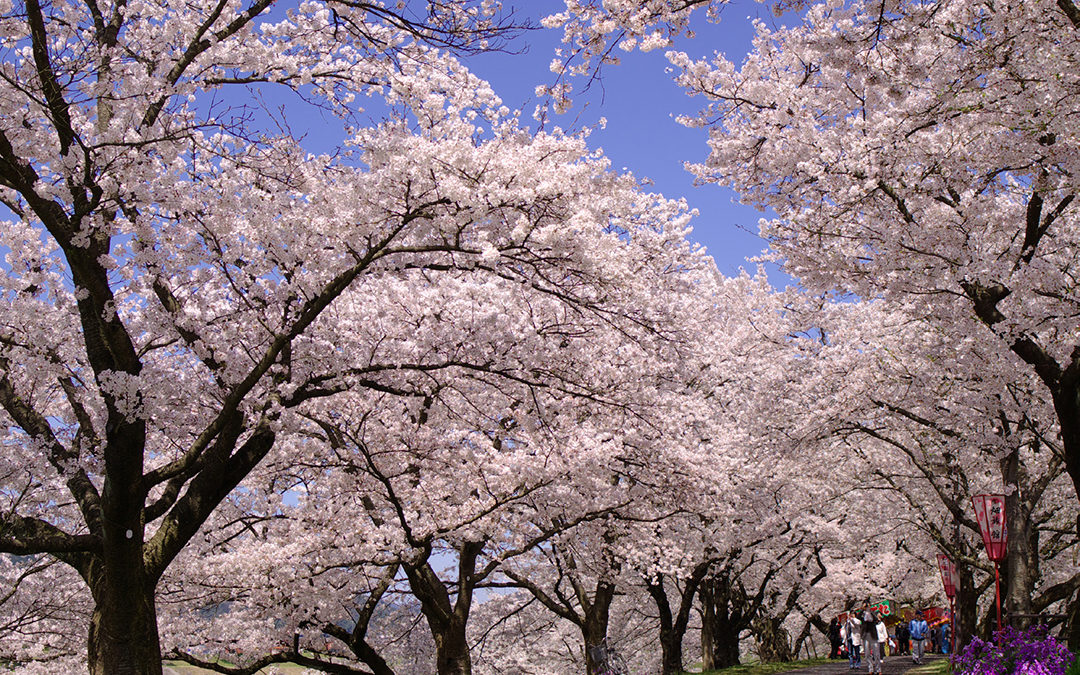 THE BEAUTY OF SPRING IN SHIMANE